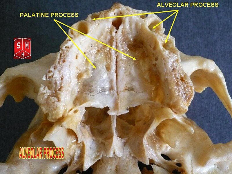 File:Alveolar process.jpg