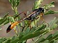 Ammophila digger wasp with caterpillar