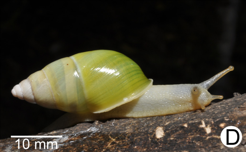 File:Amphidromus syndromoideus.png