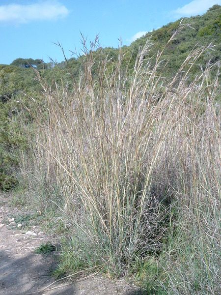 File:Andropogon distachyos.jpg