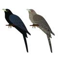 Asian Koel