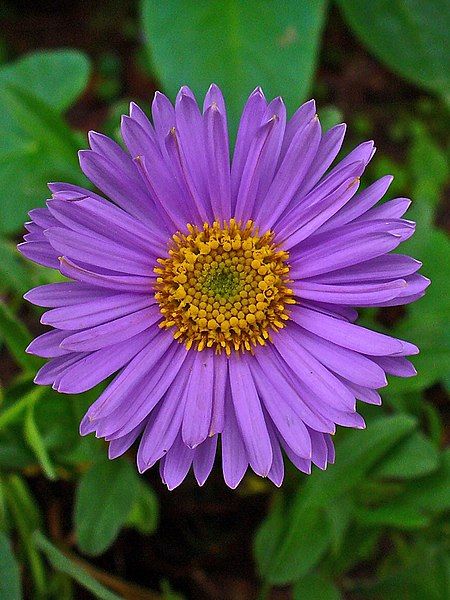 File:Aster alpinus 002.JPG