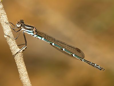 Metallic ringtail, by JJ Harrison