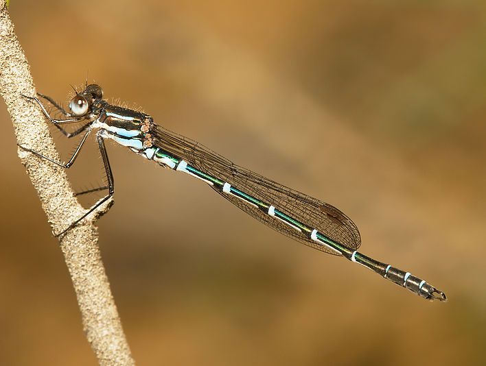 Metallic Ringtail