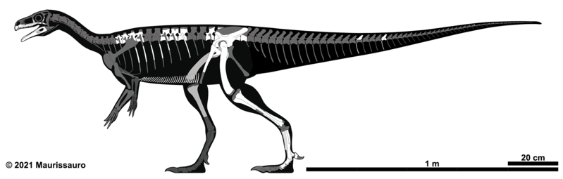 File:Bagualosaurus agudoensis.png