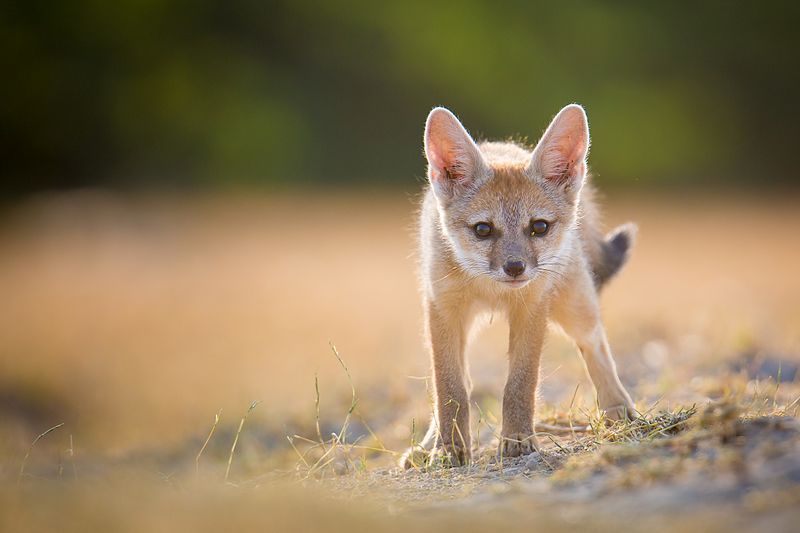 File:Bengal Fox Pup.jpg