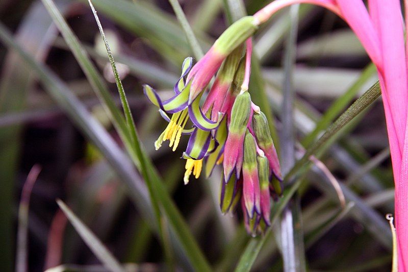 File:Billbergia nutans 6zz.jpg