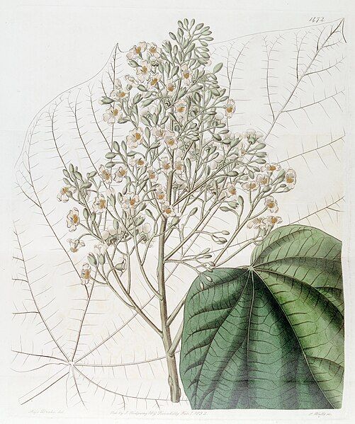 File:Brownlowia elata (Illustration).jpg