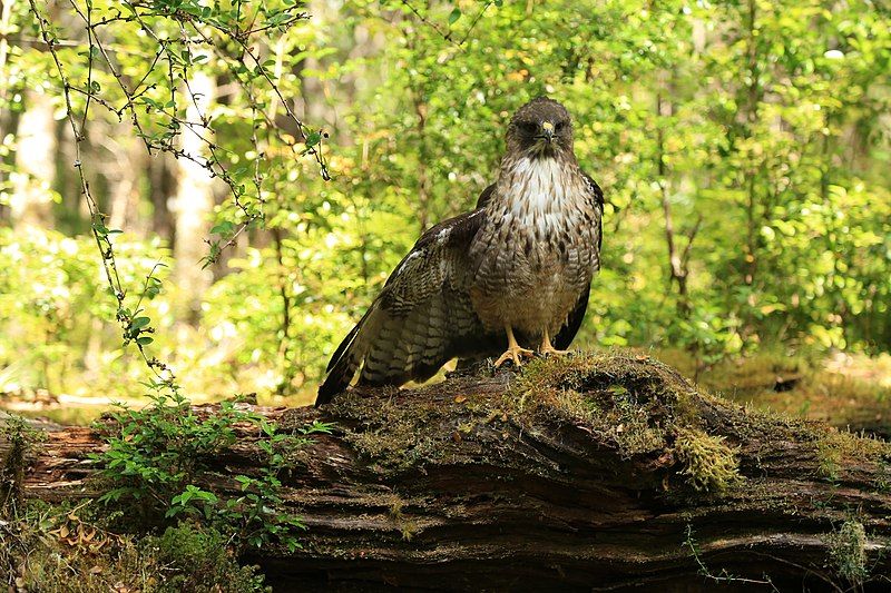 File:Buteo ventralis 39036964.jpg