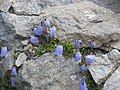 Campanula cochleariifolia