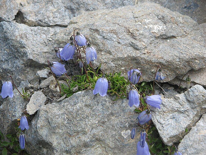 File:Campanula cochleariifolia01.jpg