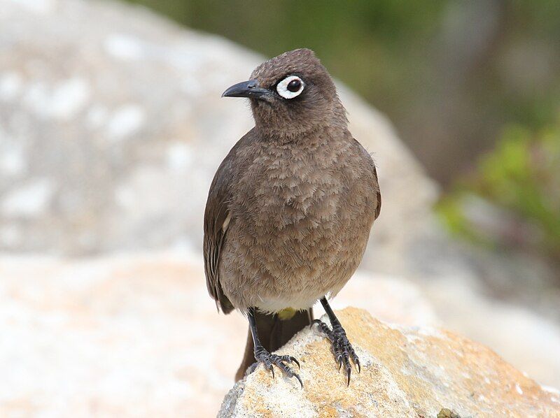 File:Cape Bulbul RWD3.jpg