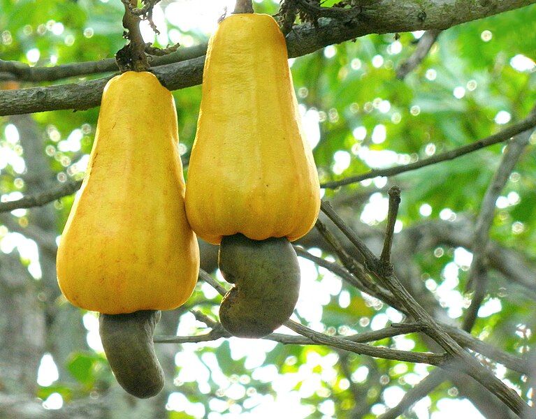 File:Cashew apples.jpg