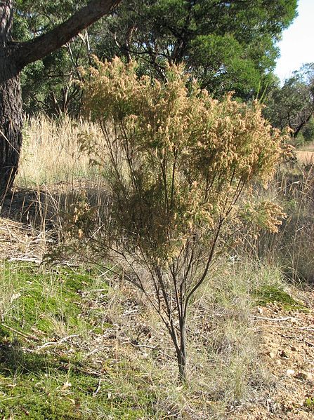 File:Cassinia arctuata.jpg