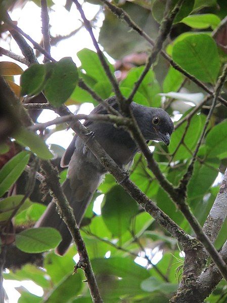 File:Chestnut-capped Piha.jpg