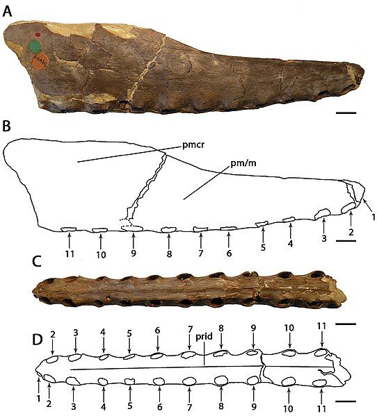 File:Cimoliopterus.jpg