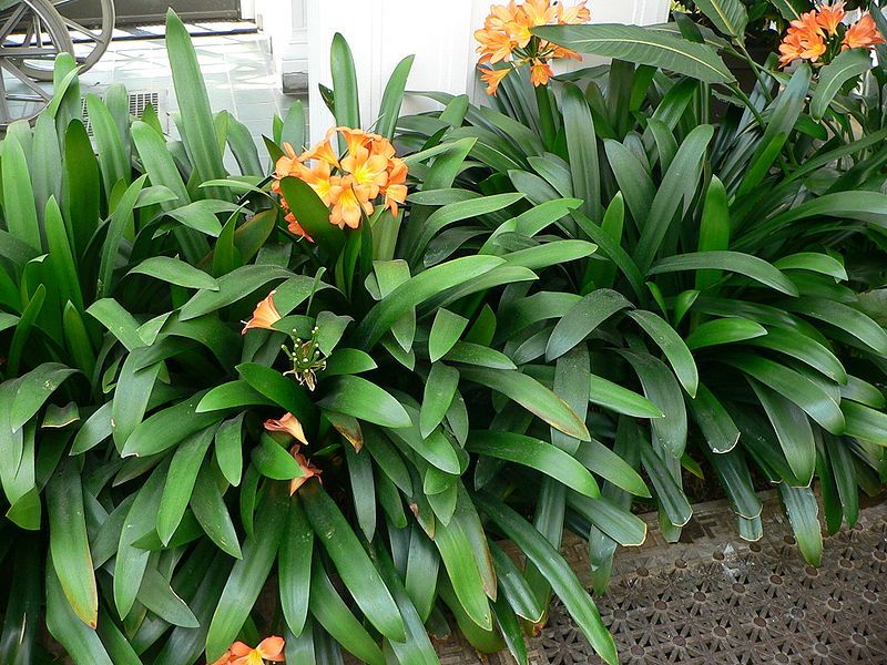 File:Clivia miniata2.jpg