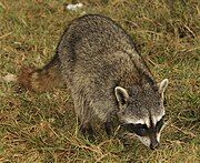 Gray procyonid with black and white face markings in grass