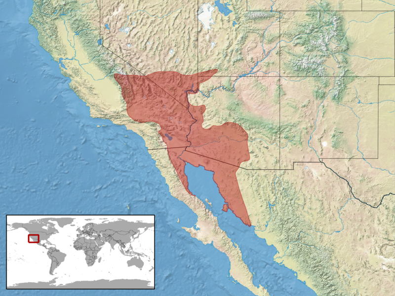 File:Crotalus cerastes distribution.png