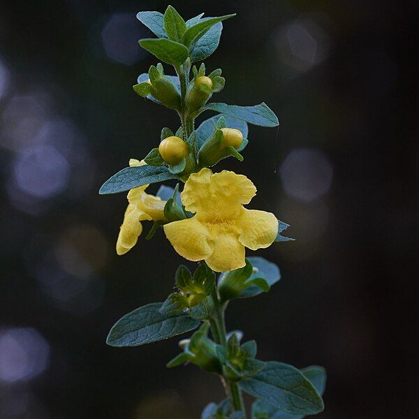 File:Dasistoma macrophylla.jpg