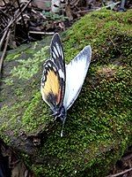 Male (Sungai Pontolo, North Gorontalo)