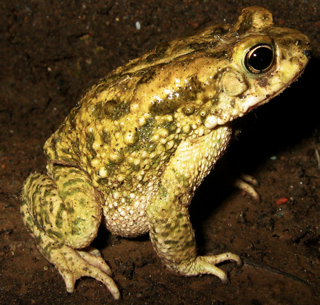 File:Duttaphrynus stomaticus.png