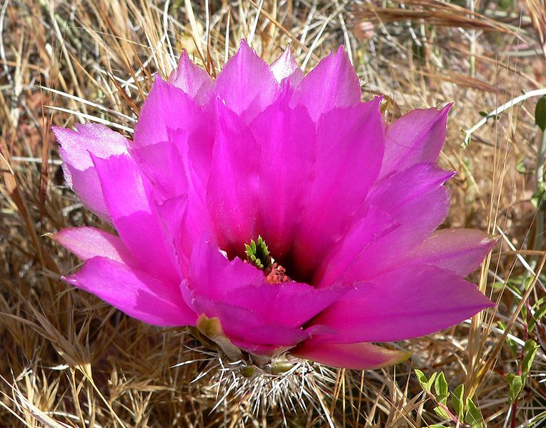 File:Echinocereus engelmannii 10.jpg