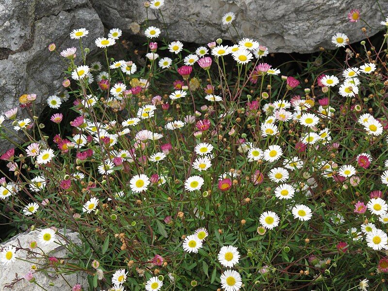 File:Erigeron karvinskianus RF.jpg