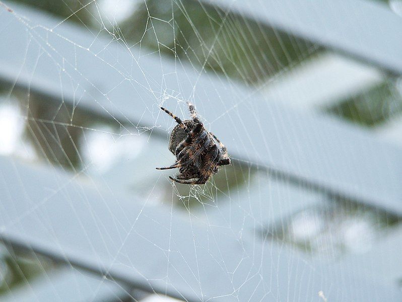 File:Fat spider.jpg