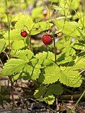 Fragaria vesca, a wild woodland strawberry, was cultivated until the 17th century.