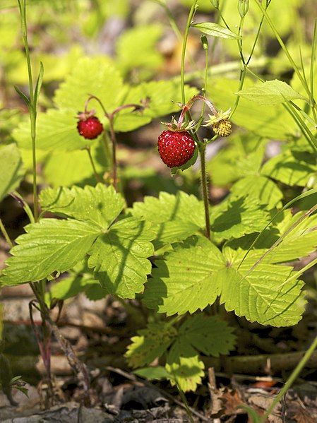 File:Fragaria vesca LC0389.jpg