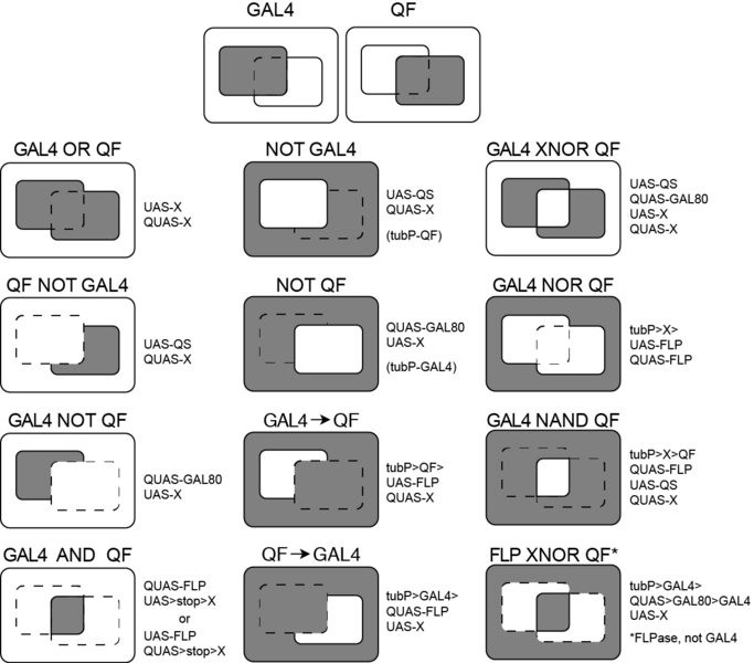 File:G4QF-intersectionals.png