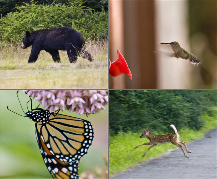 File:Ganoga Lake animals.png