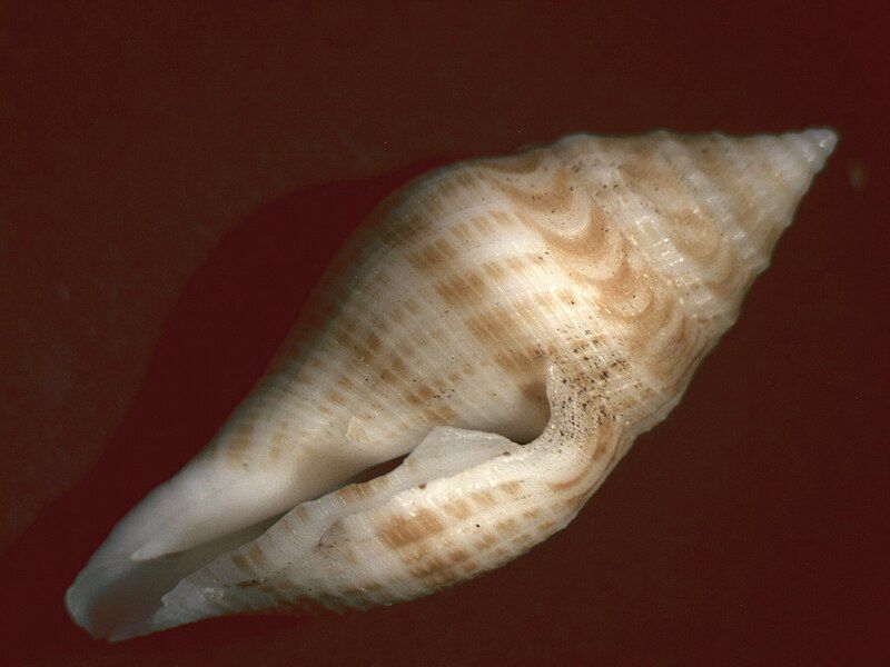 File:Genotina adamii 001.jpg