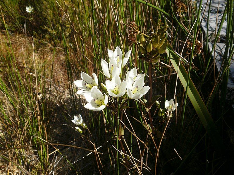 File:Gentianella bellidifolia.JPG