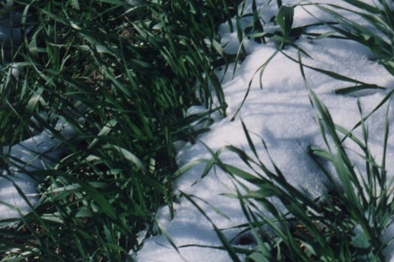 File:Grassinsnow.jpg