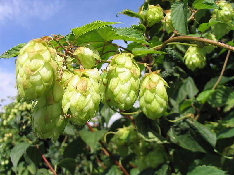 File:Hopfen2.jpg