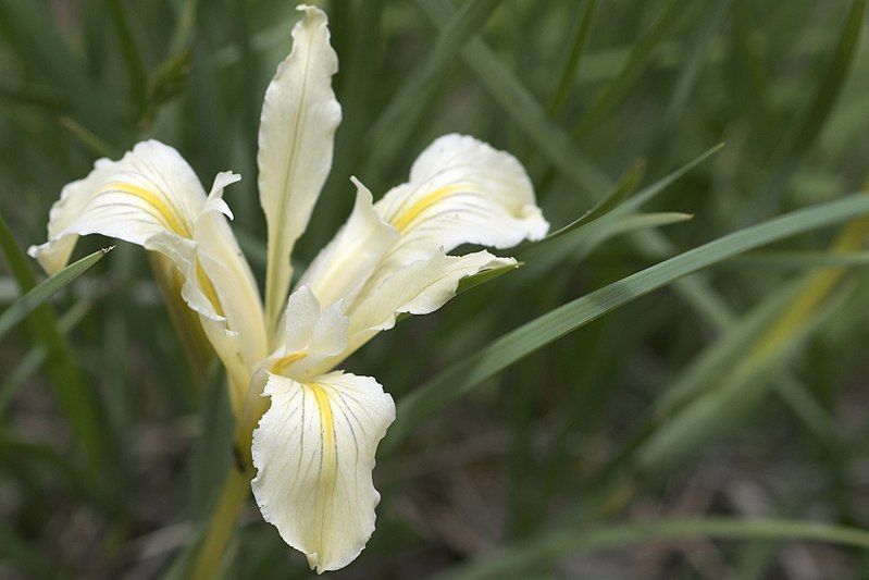 File:Iris macrosiphon.jpg