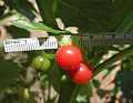 Ripe red fruits of Jaltomata auriculata, Collection Plowman & Davis 4449 grown as Mione 450, collected in Ecuador, Province Pichincha.