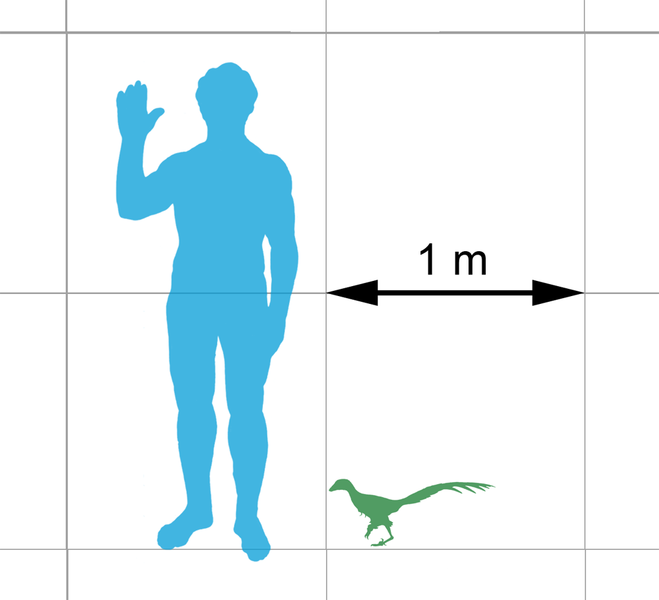 File:Jinfengopteryx-scale.png