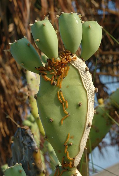 File:Larvaefeedingoncacti.jpg