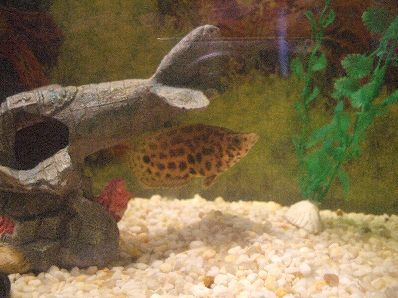 File:Leopard Bush Fish.JPG