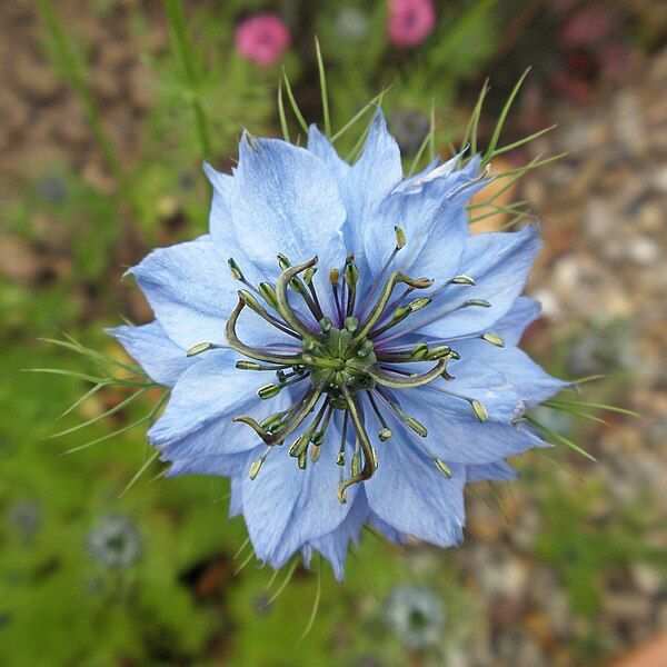 File:Love-in-a-Mist (47972385537).jpg