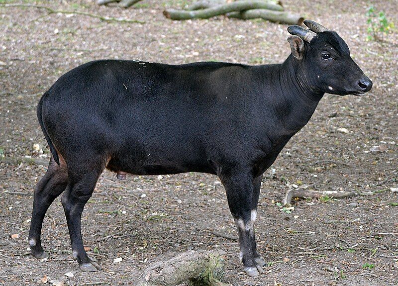 File:Lowland anoa.jpg