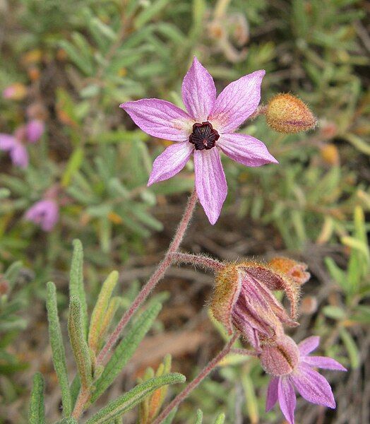 File:Lysiosepalum involucratum 1.jpg