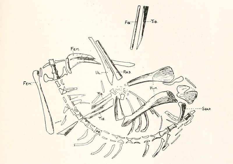 File:Macroscelesaurus janseni Haughton.jpg