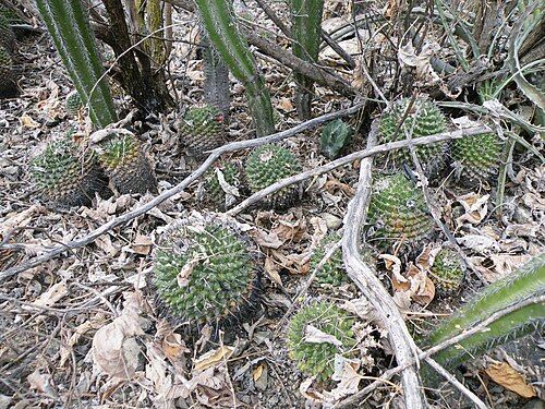 Plants near Calipan, Puebla