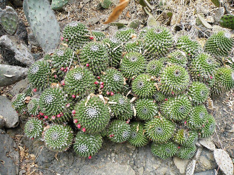 File:Mammillaria polyedra (5740172781).jpg