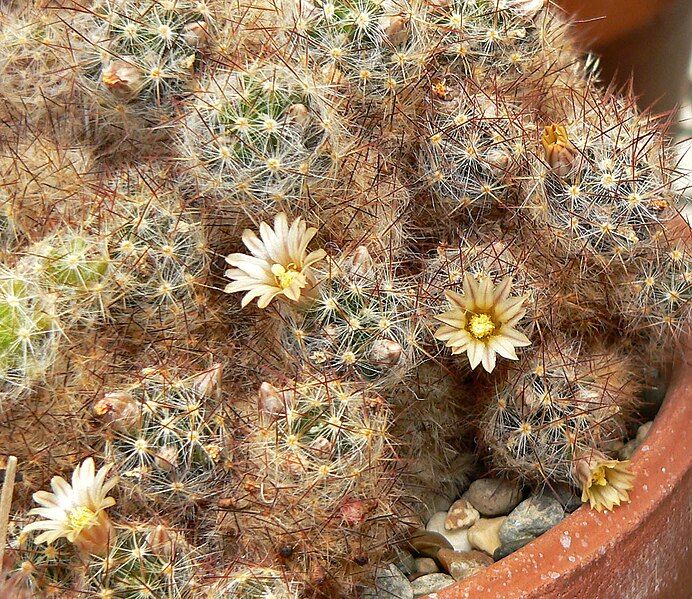 File:Mammillaria prolifera 2.jpg