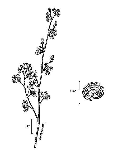 File:Medicago lupulina NRCS-2.jpg